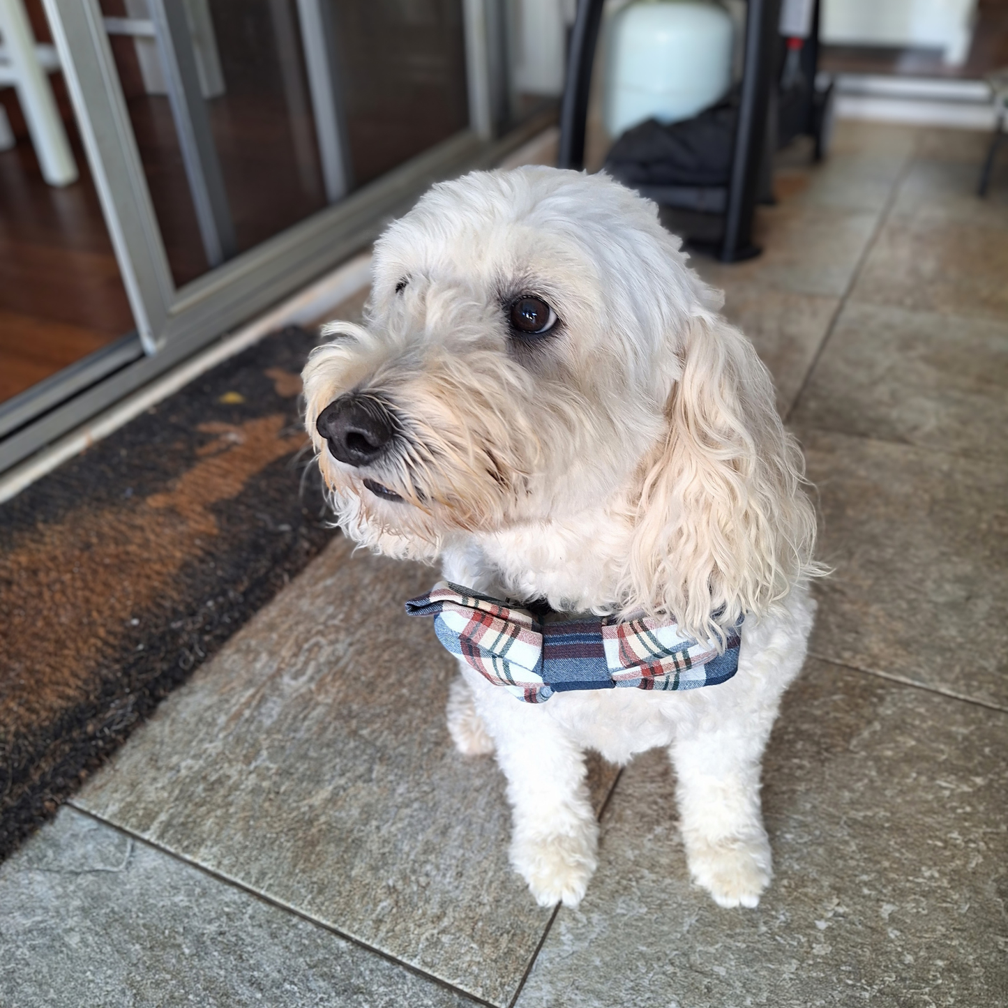 White dog wearing a blue and brown plaid with cream background in a heavy cotton fabric bow tie standing on a tiled floor.