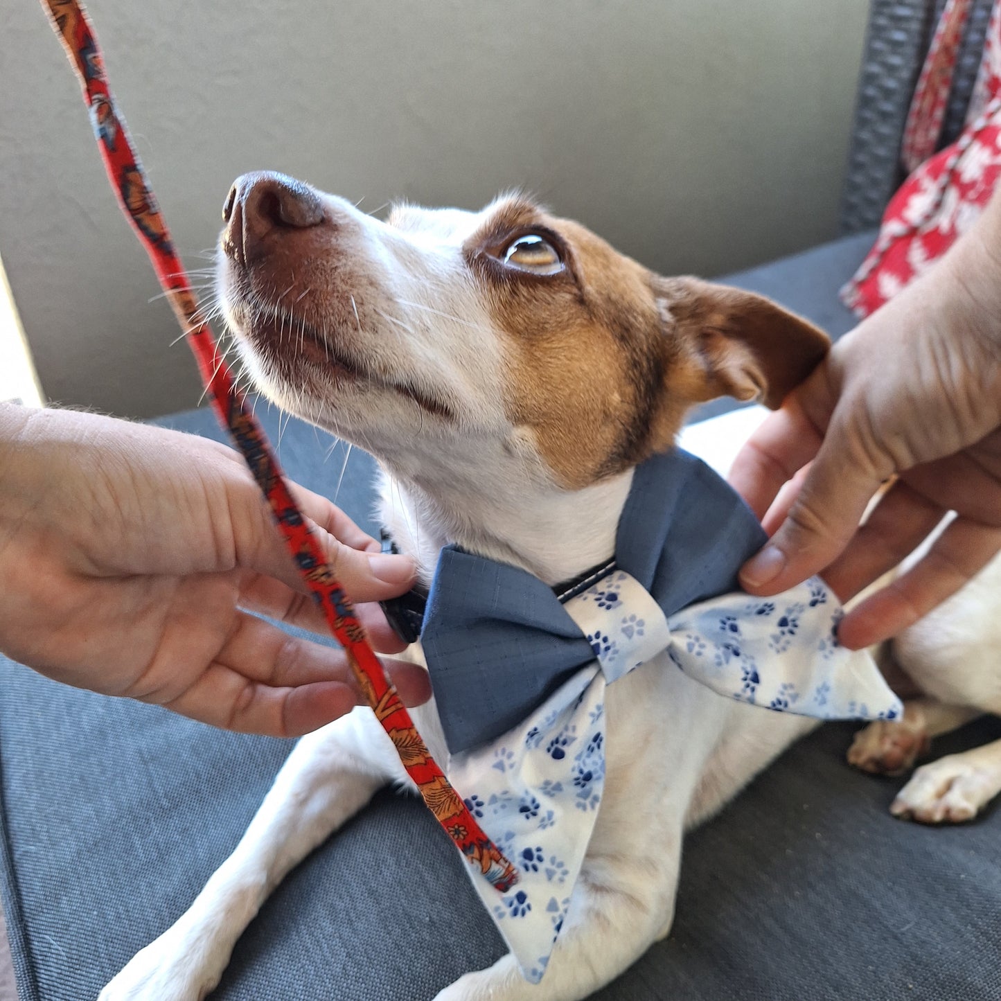 Paw Print Sailor Bow