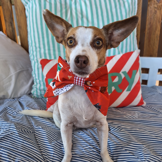 Dressed for Xmas Best Bow