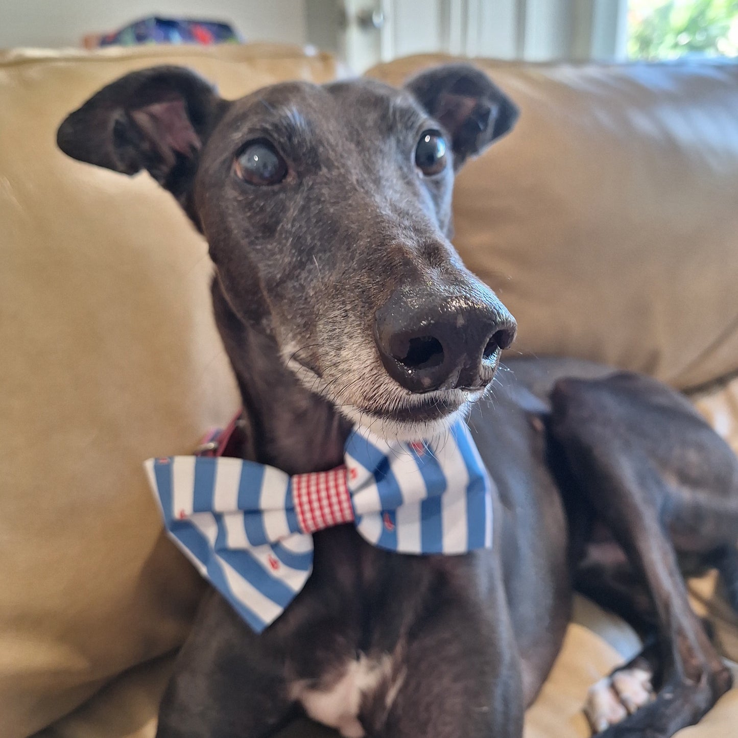 Seaside Stripe Bow