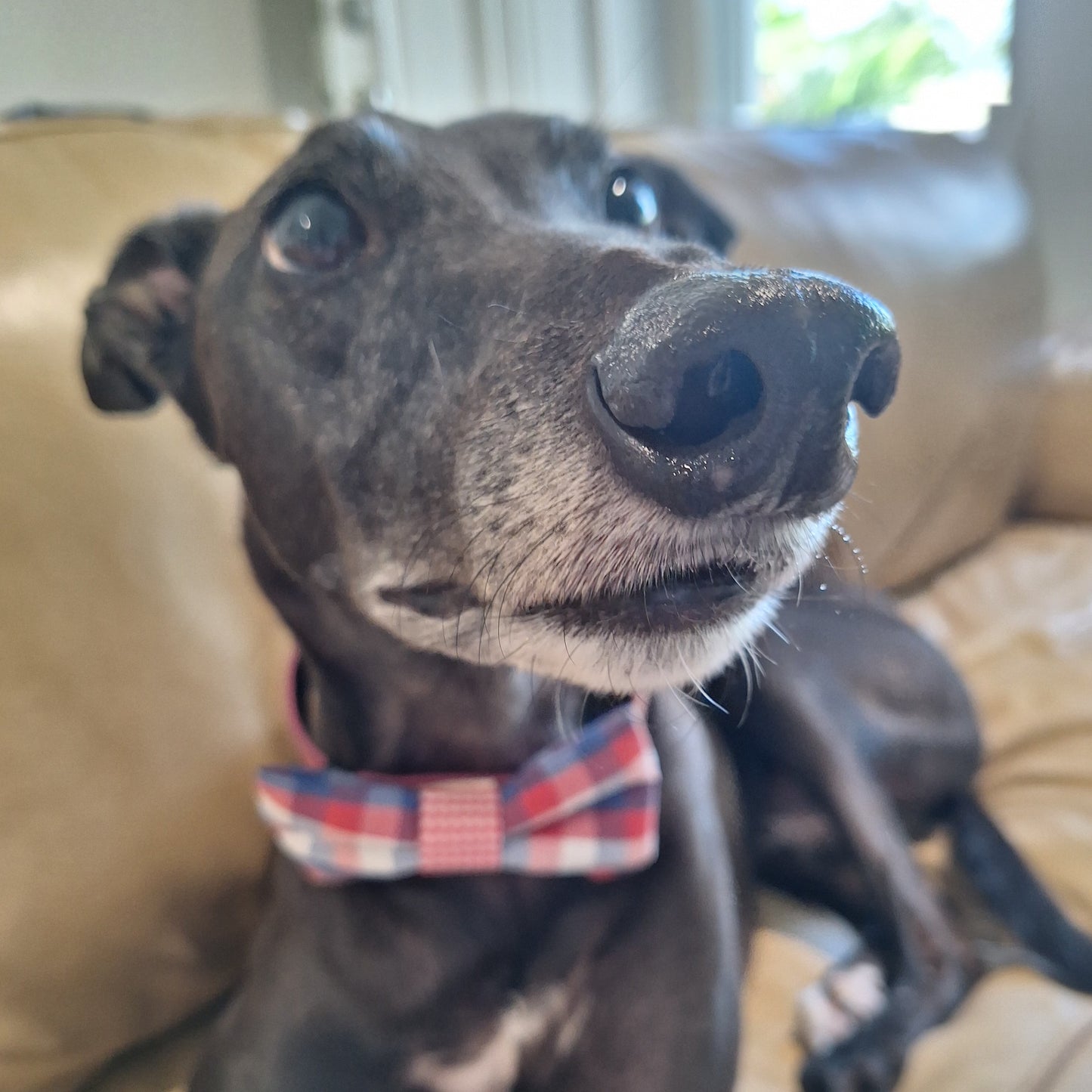 Greyhound Dog wearing a raspberry and blue plaid bow tie with a red gingham centre sitting on a couch. Handmade