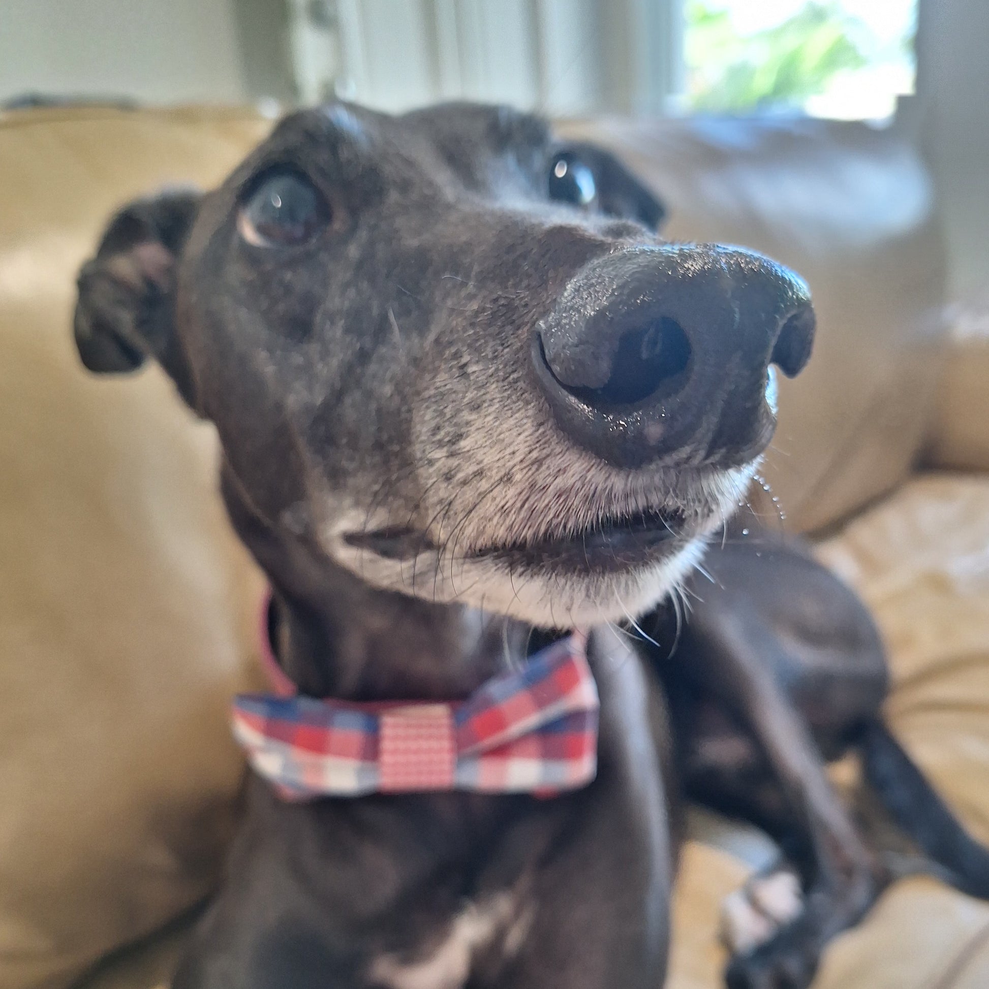 Greyhound Dog wearing a raspberry and blue plaid bow tie with a red gingham centre sitting on a couch. Handmade