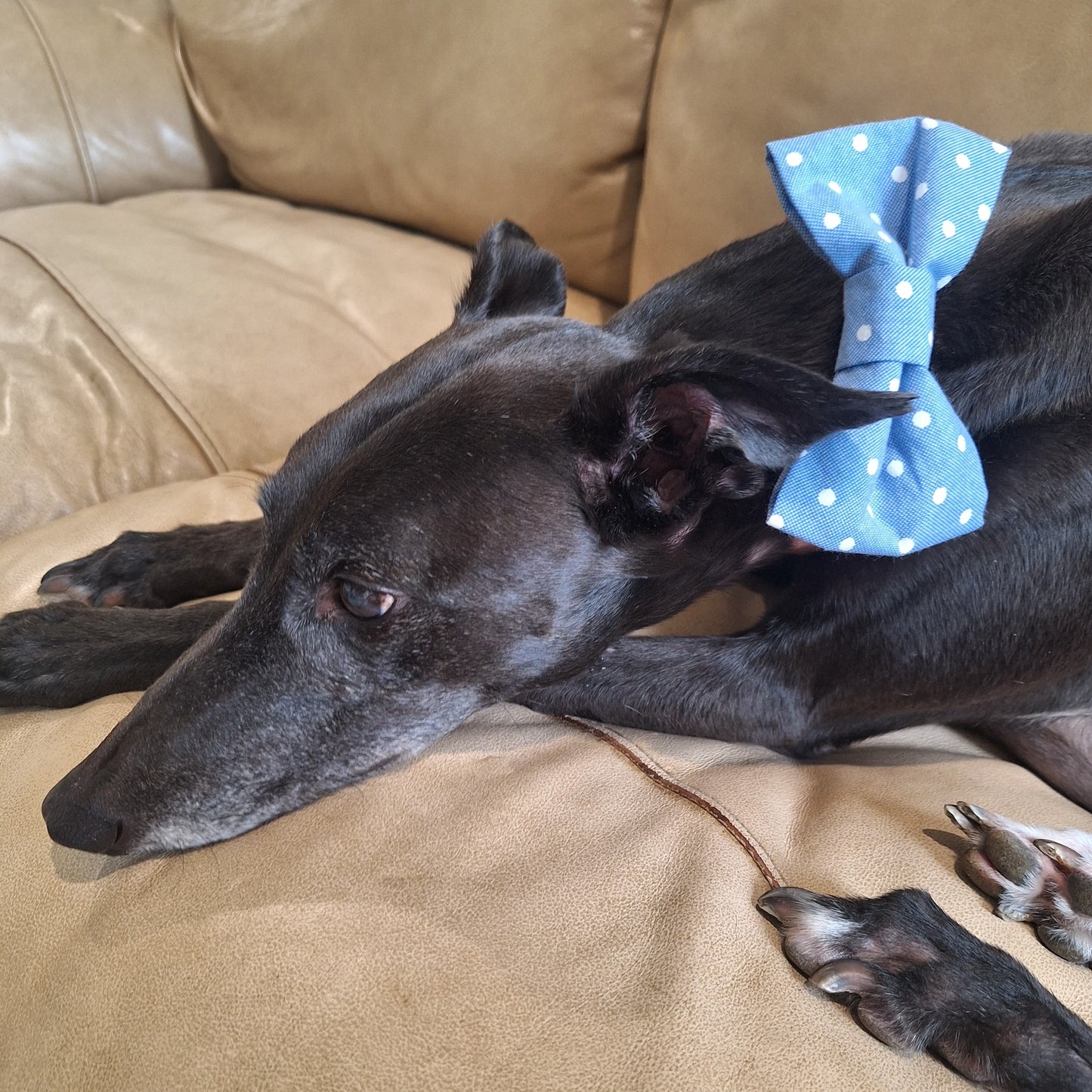 Sky Blue Polka Dots Bow Tie