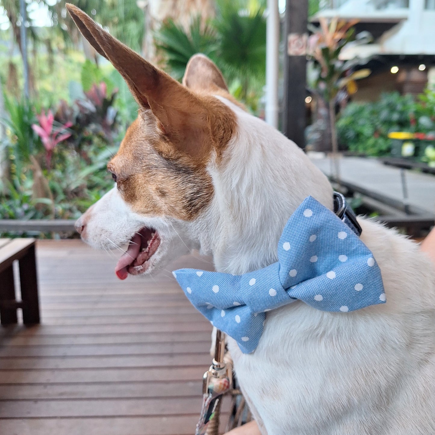Sky Blue Polka Dots Bow Tie