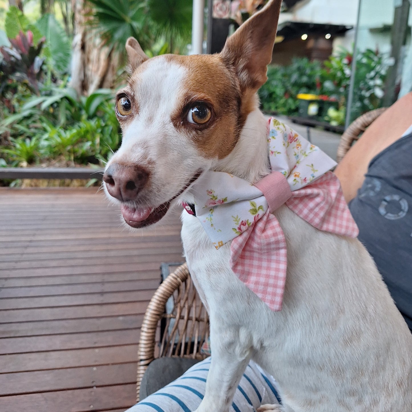 Spring Bow