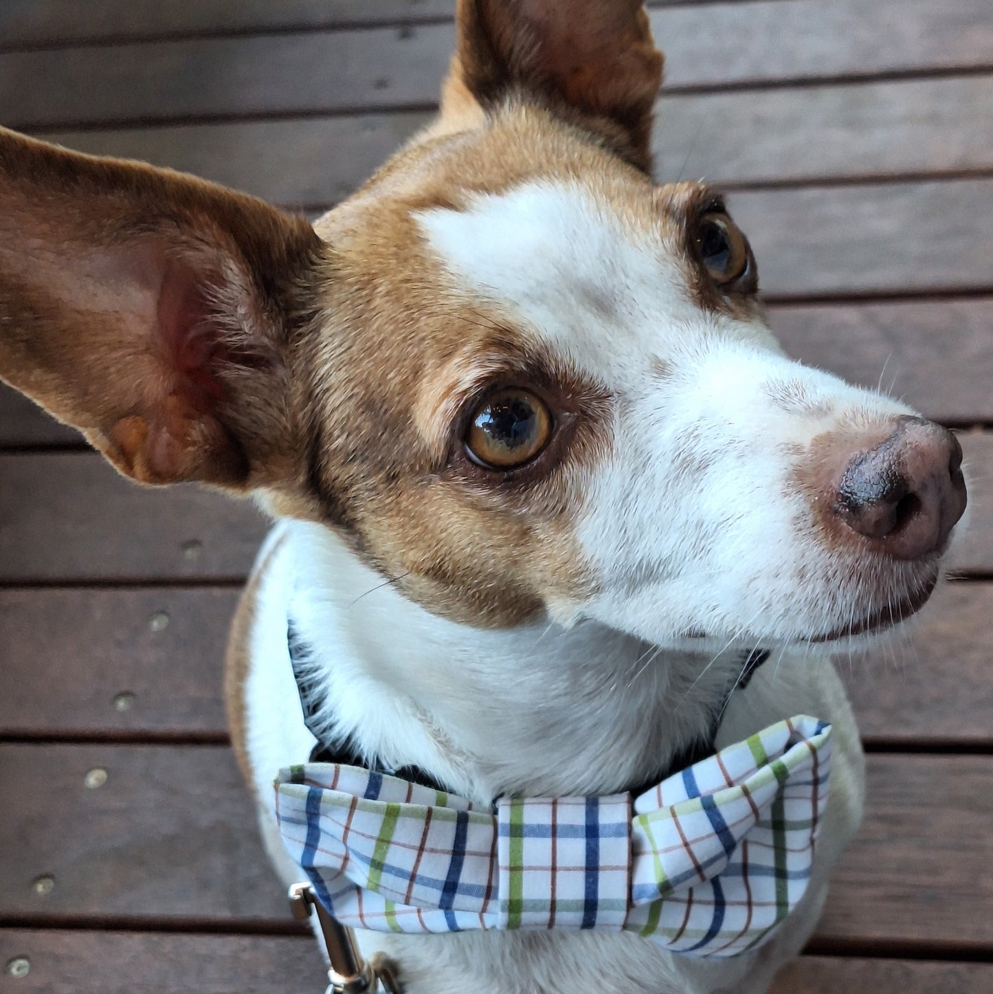 Dog Park Bow (ADD)