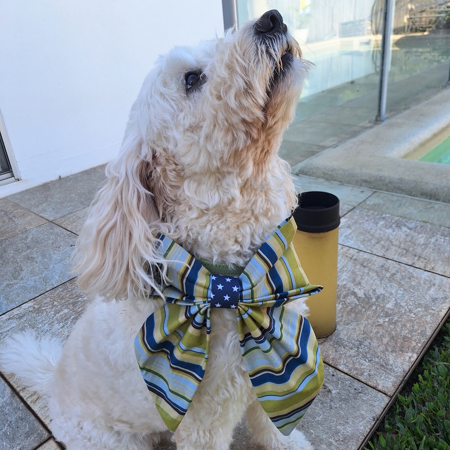 White dog wearing a striped giant bow tie, standing on a patio.