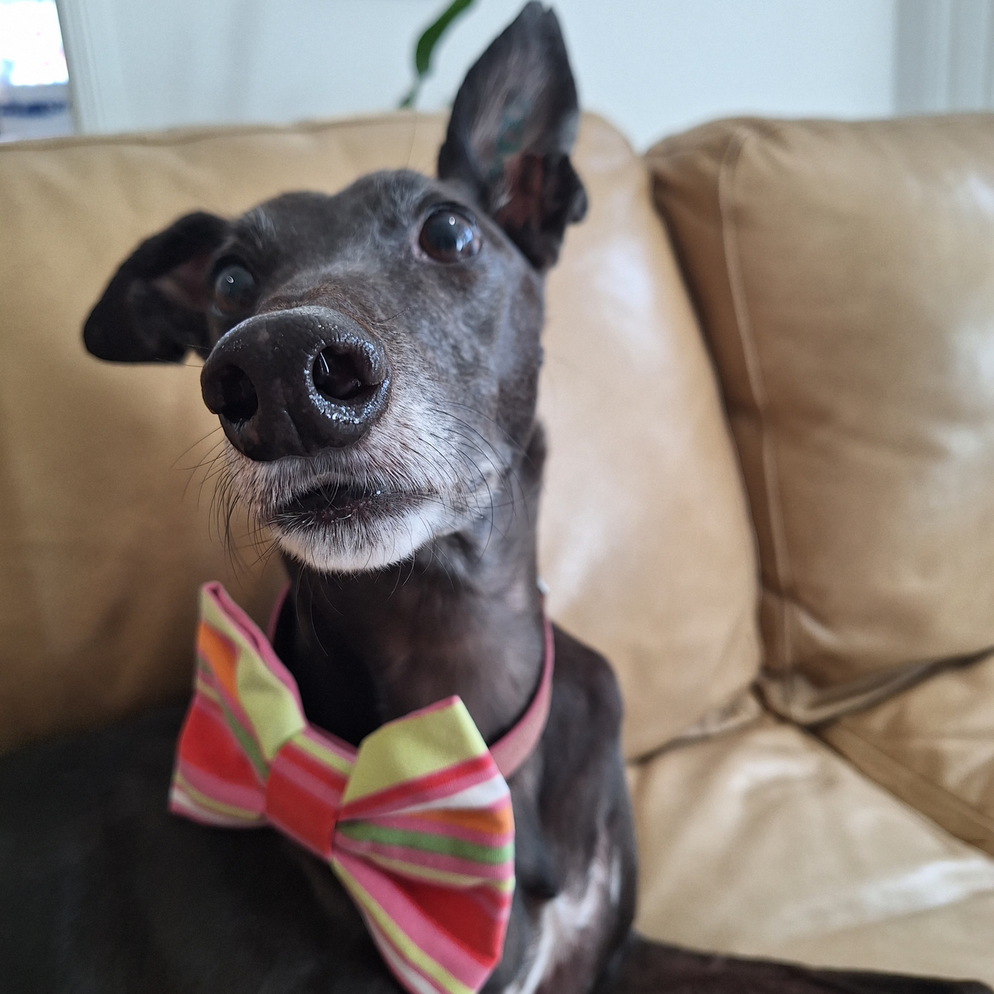 Candy Stripe Bow