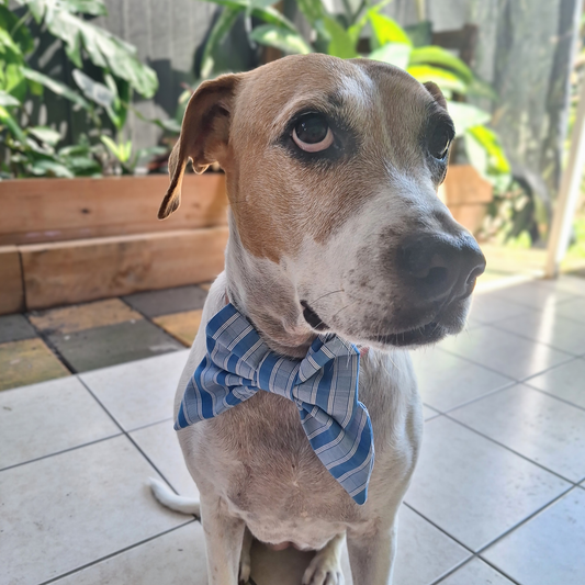 Everyday Blue Bow