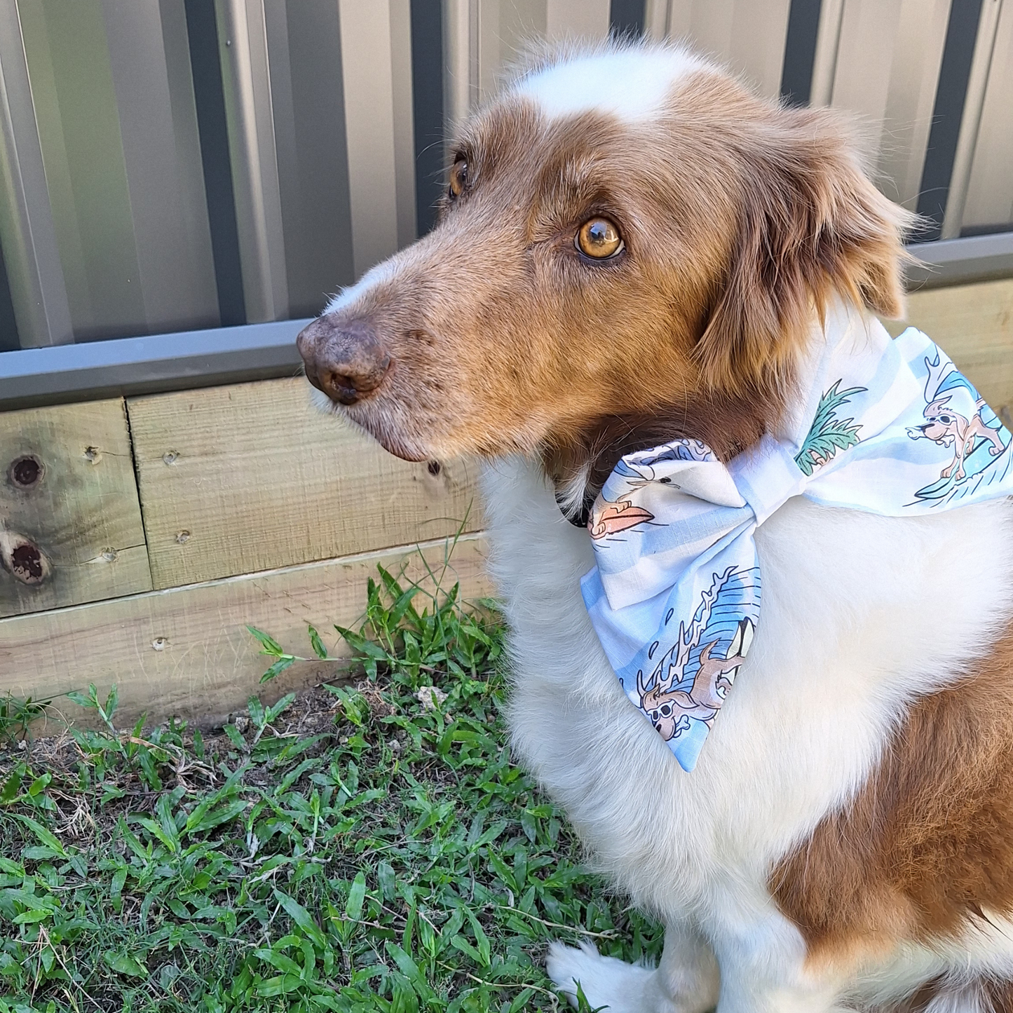 Surfer Dog Sailor Bow