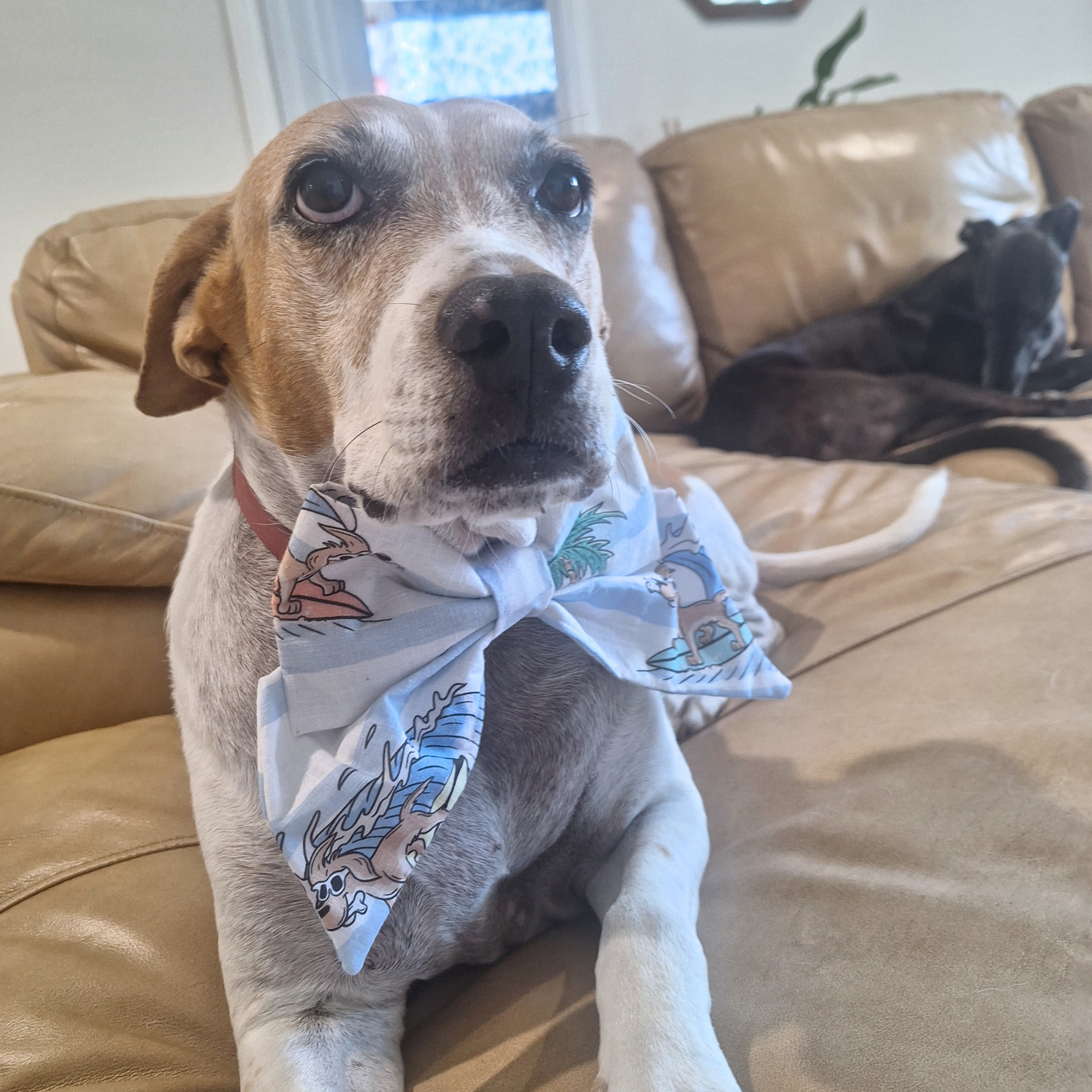Surfer Dog Sailor Bow