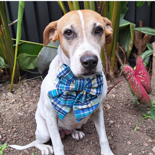 Sky Plaid Bow