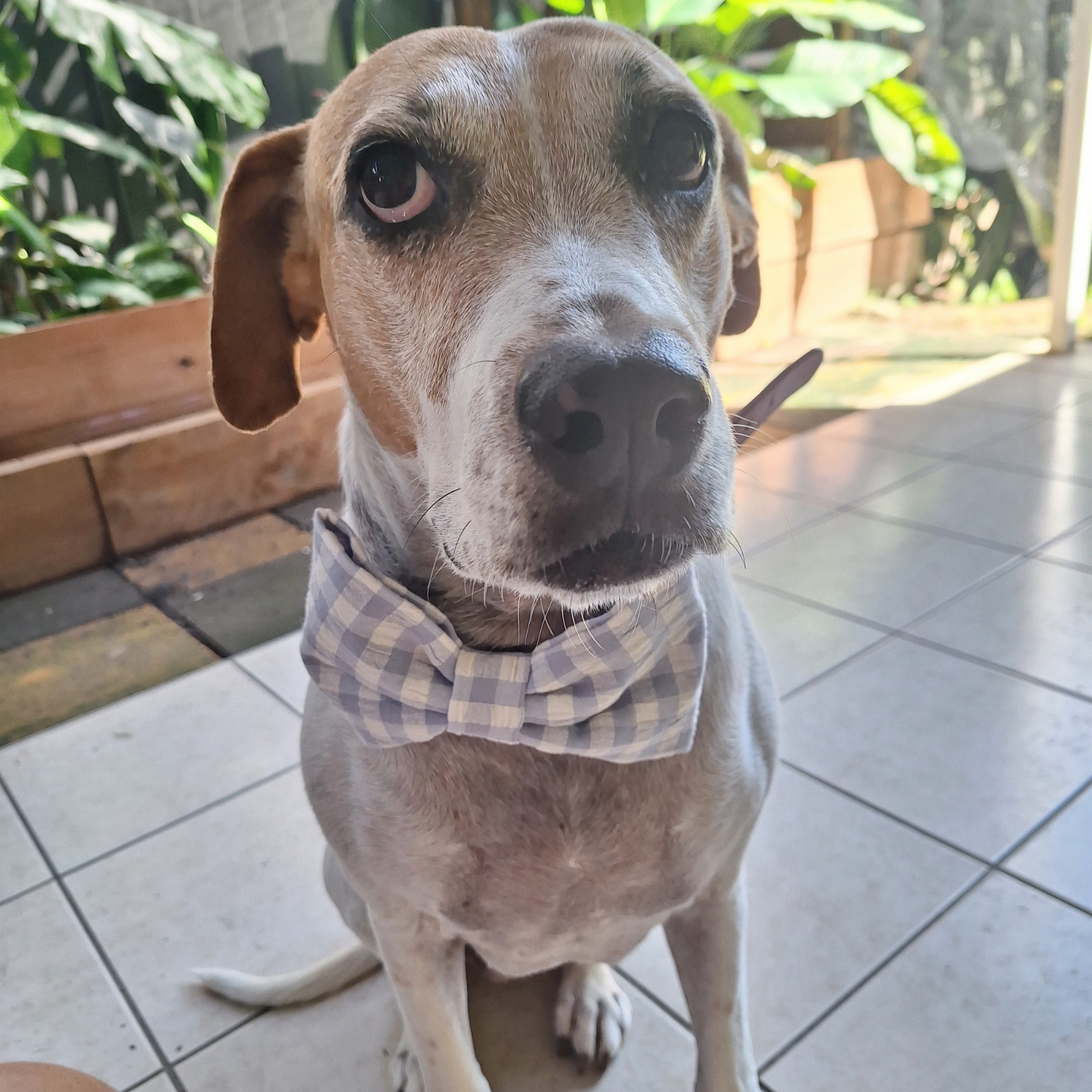Powder-Blue Check Bow