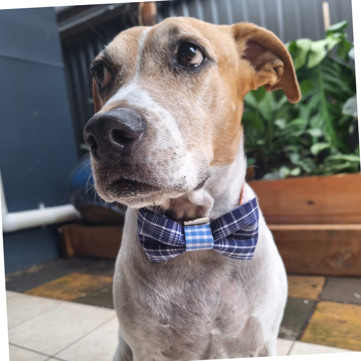 I Mean Business Bow