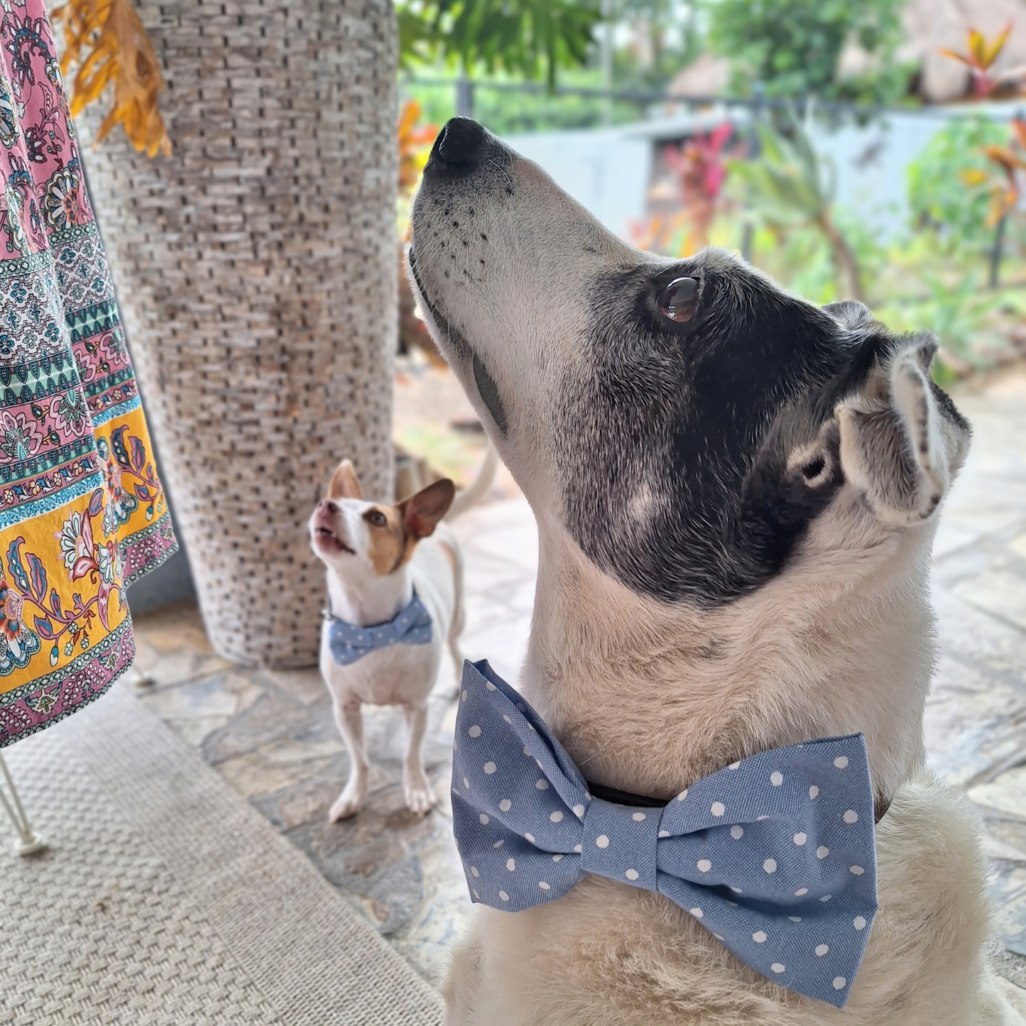 Sky Blue Polka Dots Bow Tie