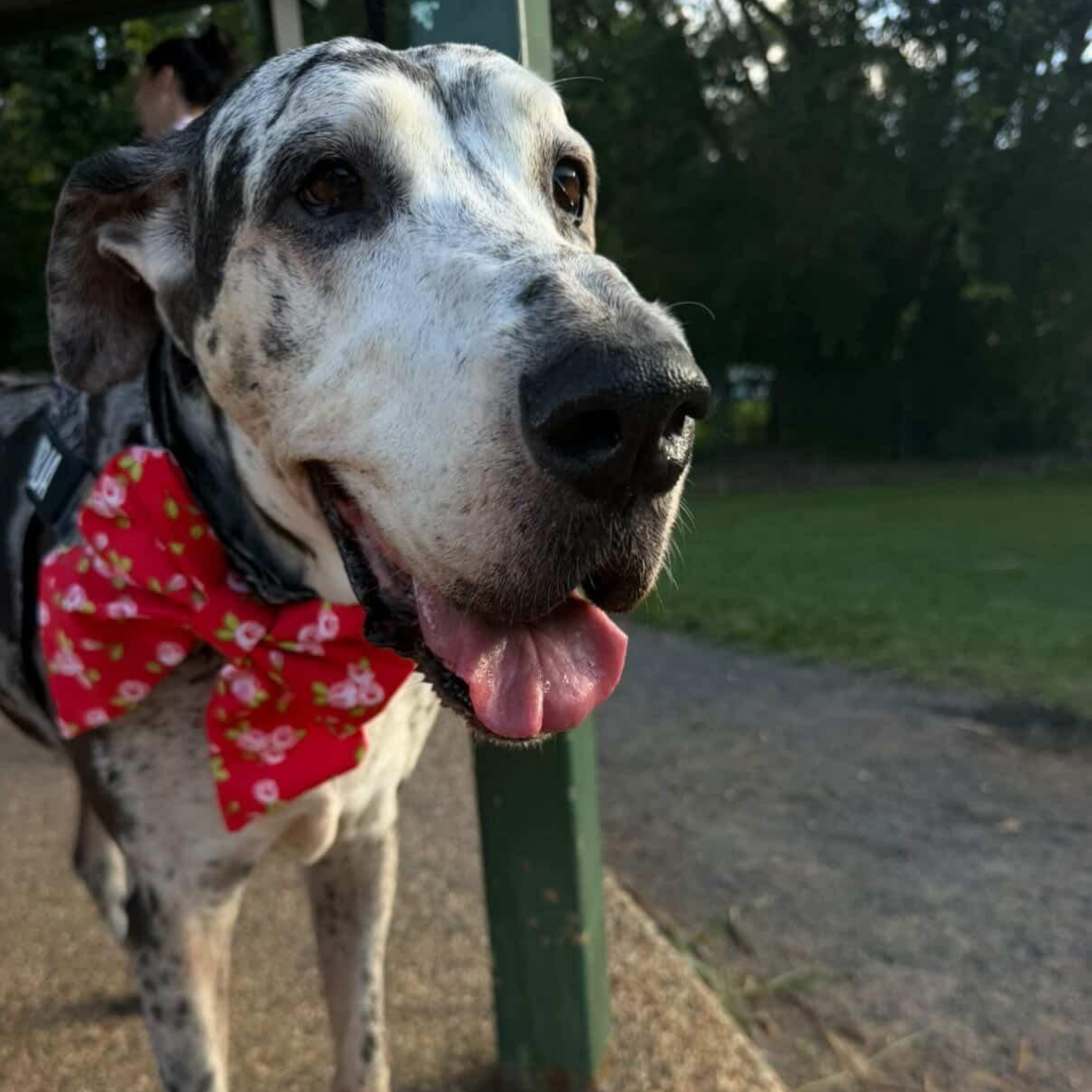 Great Dane wearing a giant red sailor bow tie with a floral pattern outdoors. 