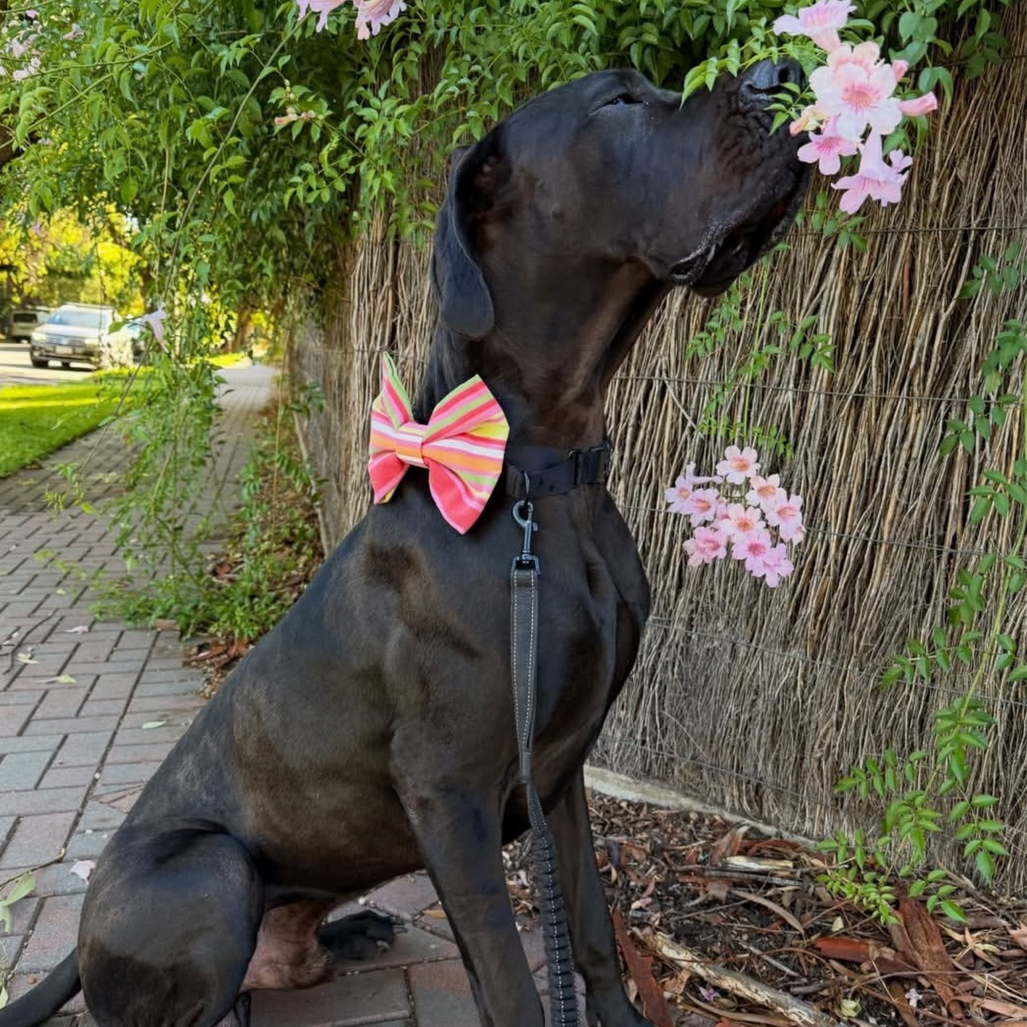 Black Great Dane Dog wearing a giant extra large colorful bow tie sitting on a sidewalk with flowers and plants around.