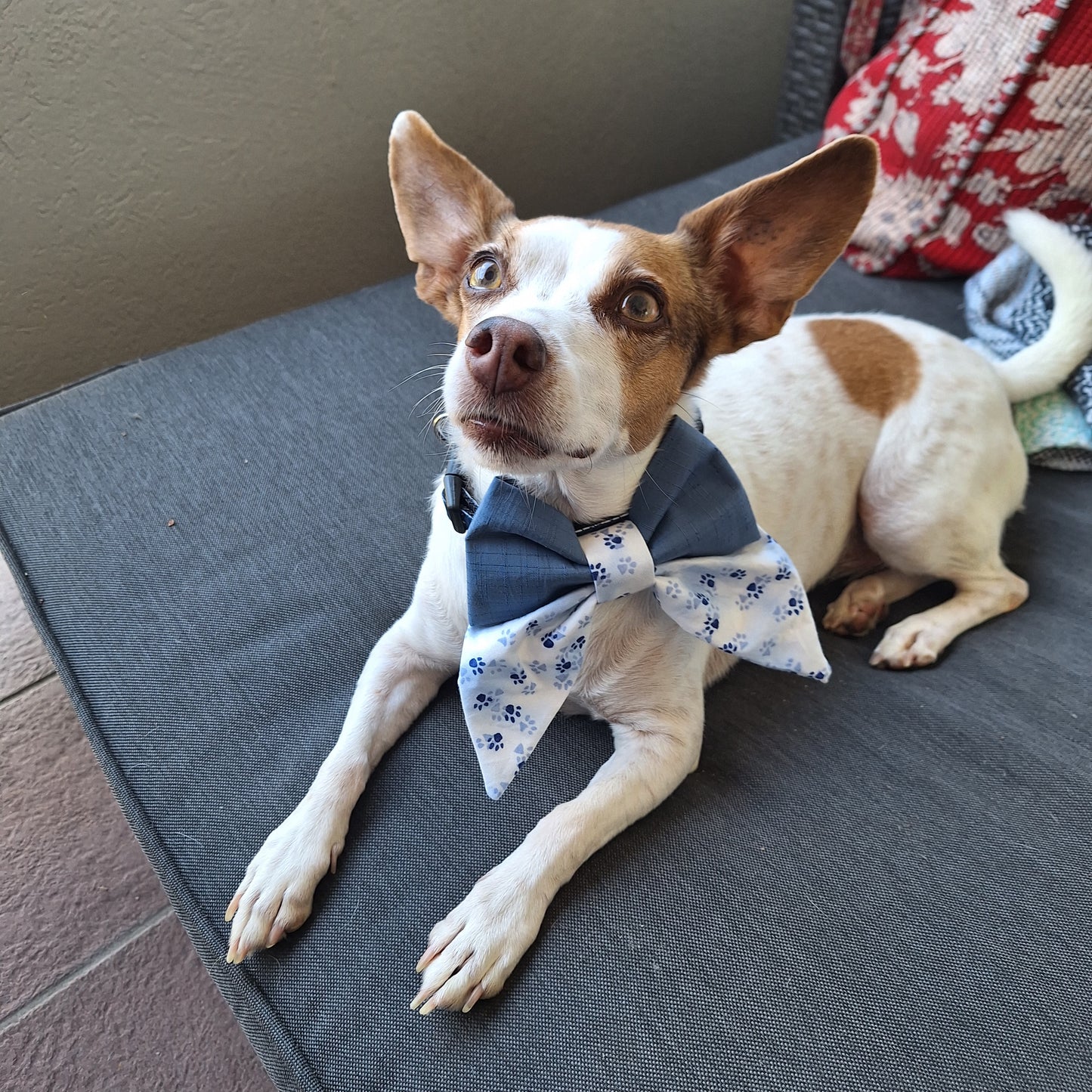 Paw Print Sailor Bow