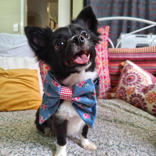 Bowtiful blue bow