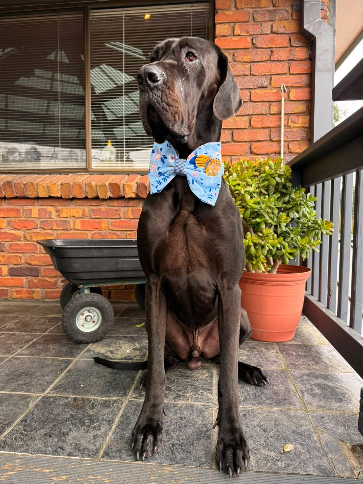 Bluebird Bow