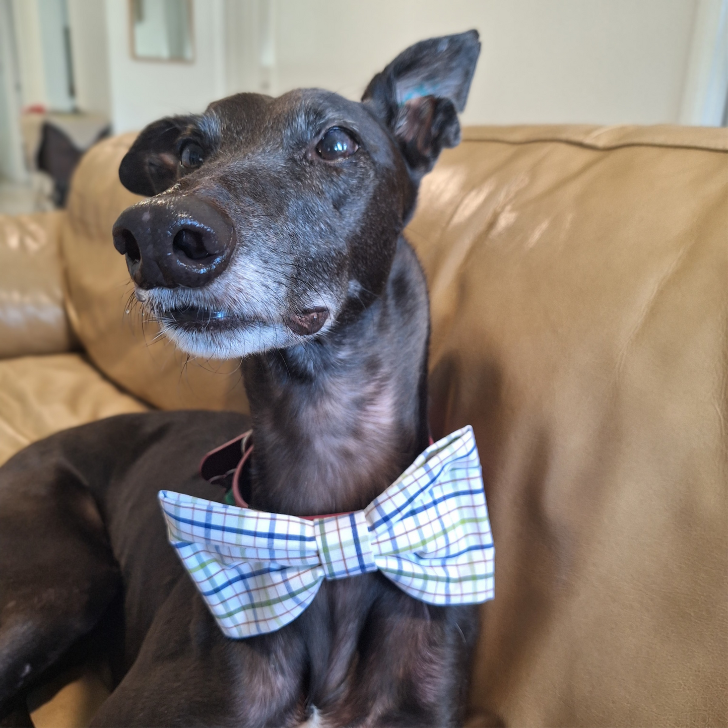 Dog Park Plaid Bow