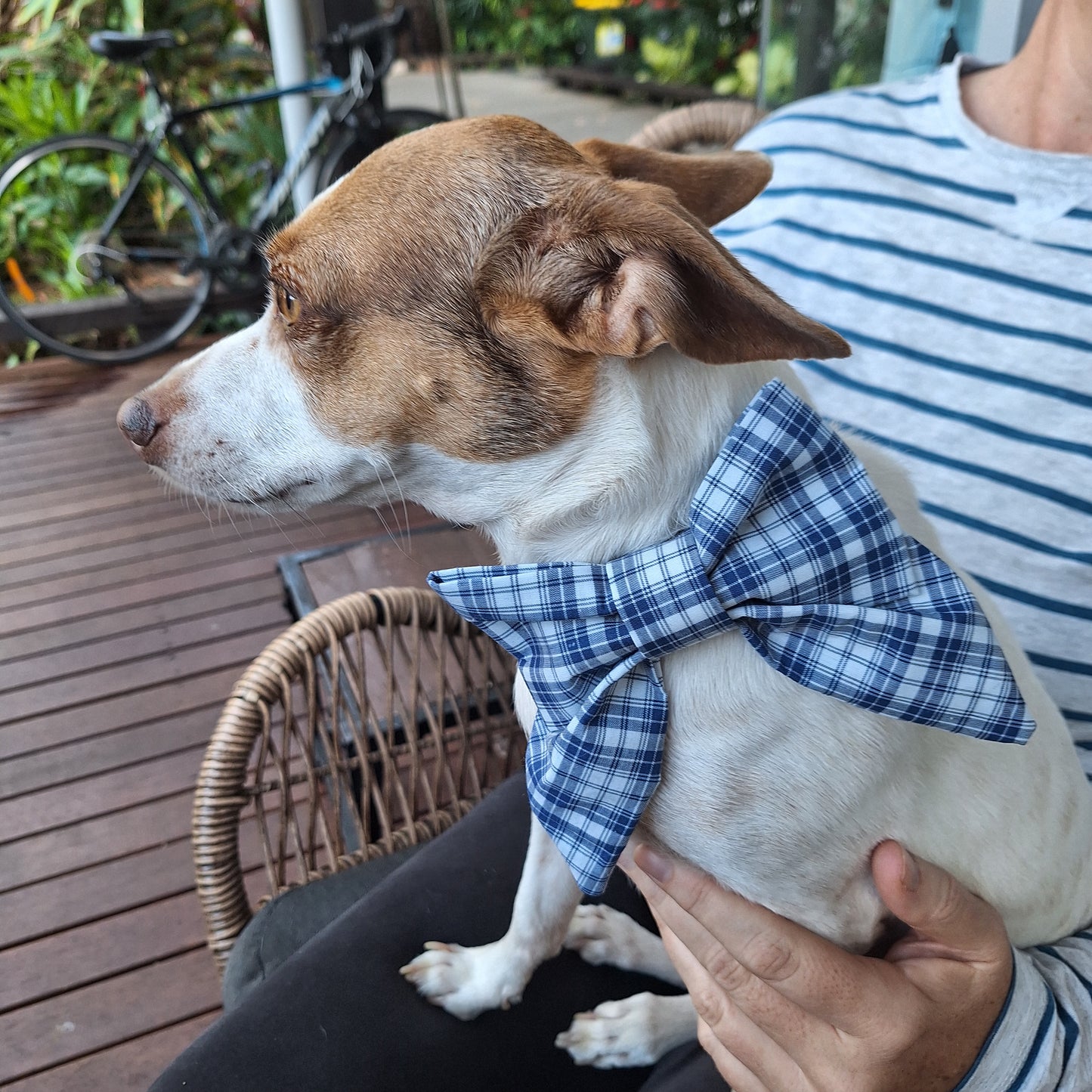 Bad Boy Blue Tartan Sailor Bow