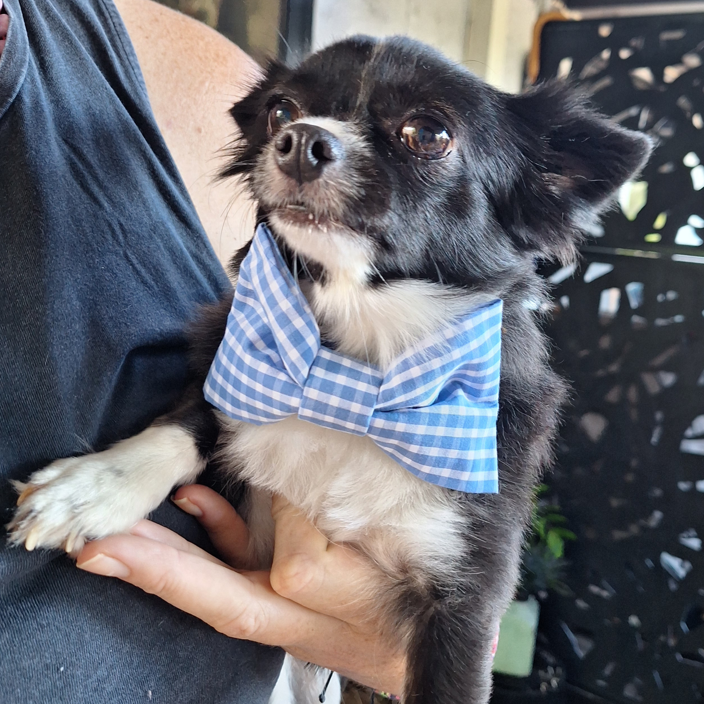 Classic blue bowtie