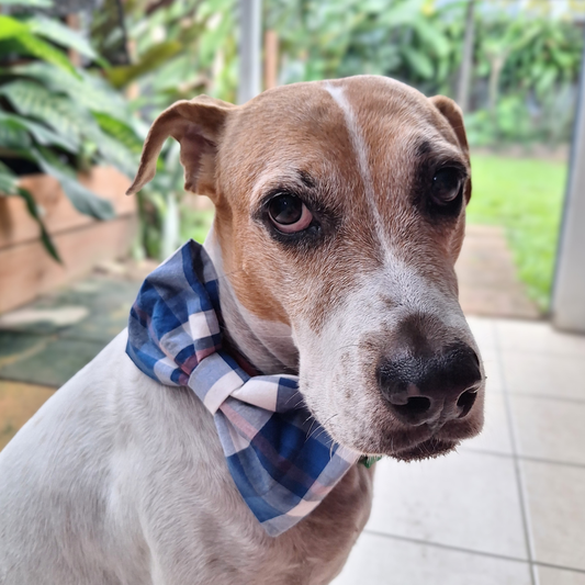 Harrods plaid bow