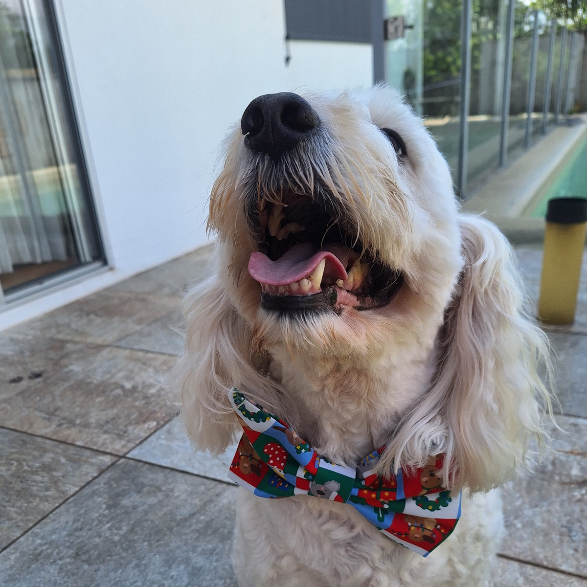 Xmas Aussie Friends Bowtie