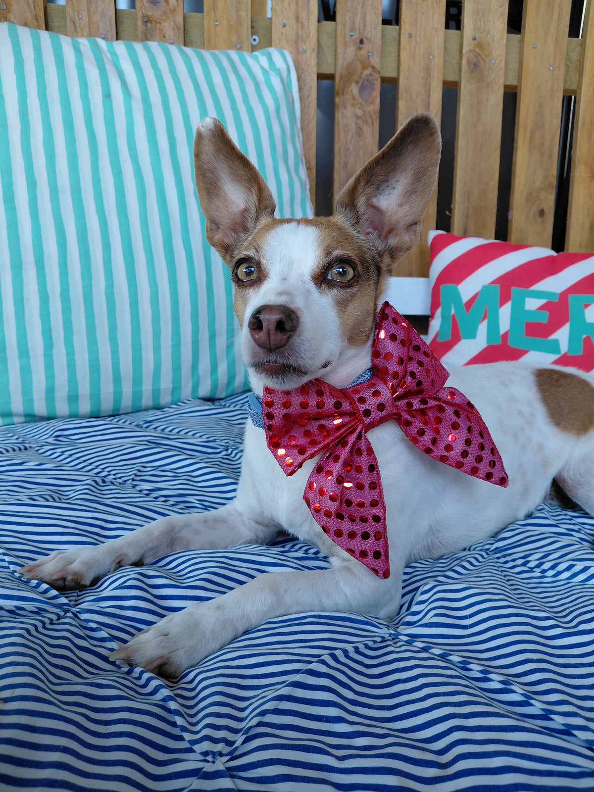 Santas Disco Bow