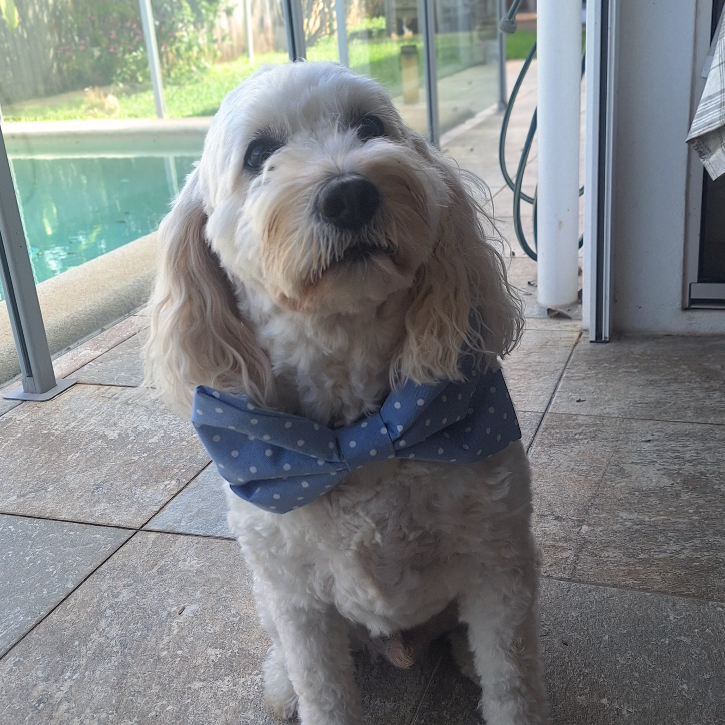 Sky Blue Polka Dots Bow Tie