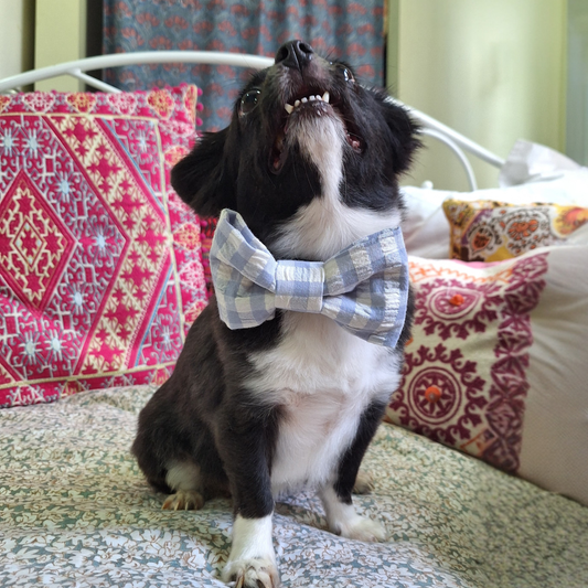 Powder-Blue Check Bow