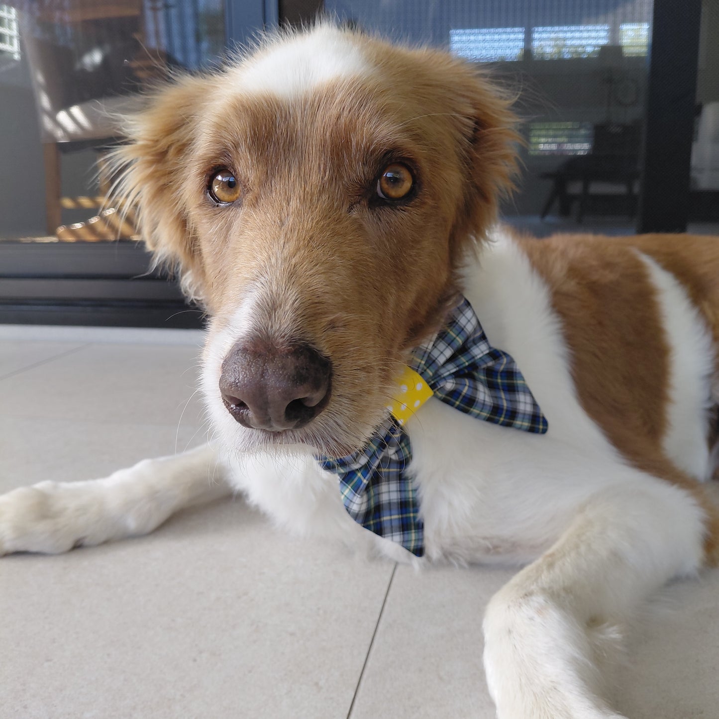 Blue Tartan and Sunshine Sailor Bow