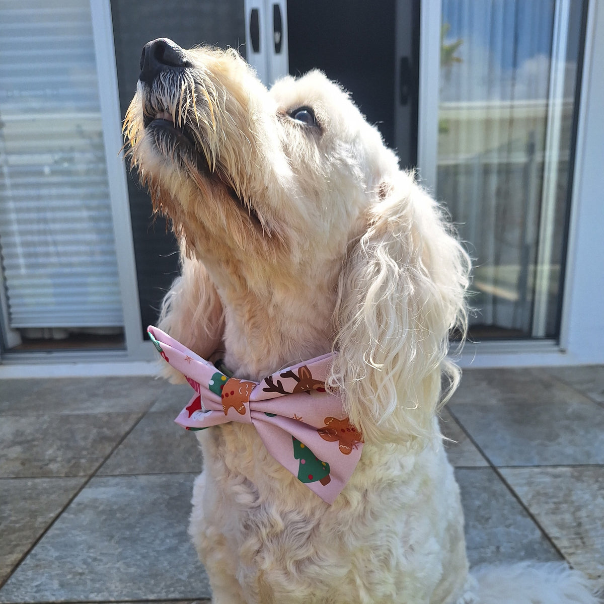 Sugarplum Pink Bowtie