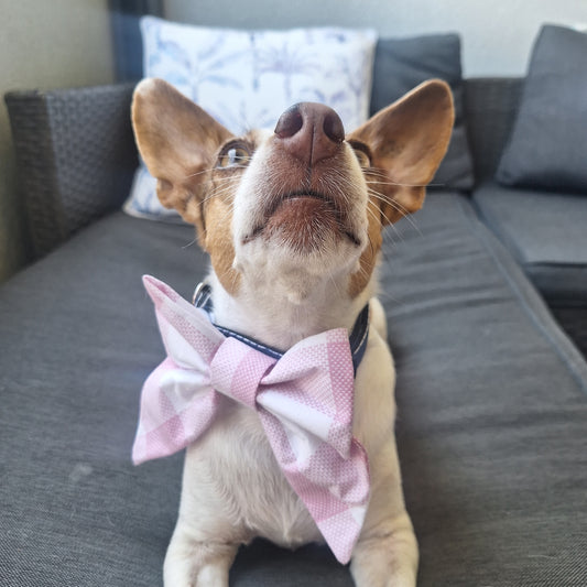 Tally Ho Sailor Bow