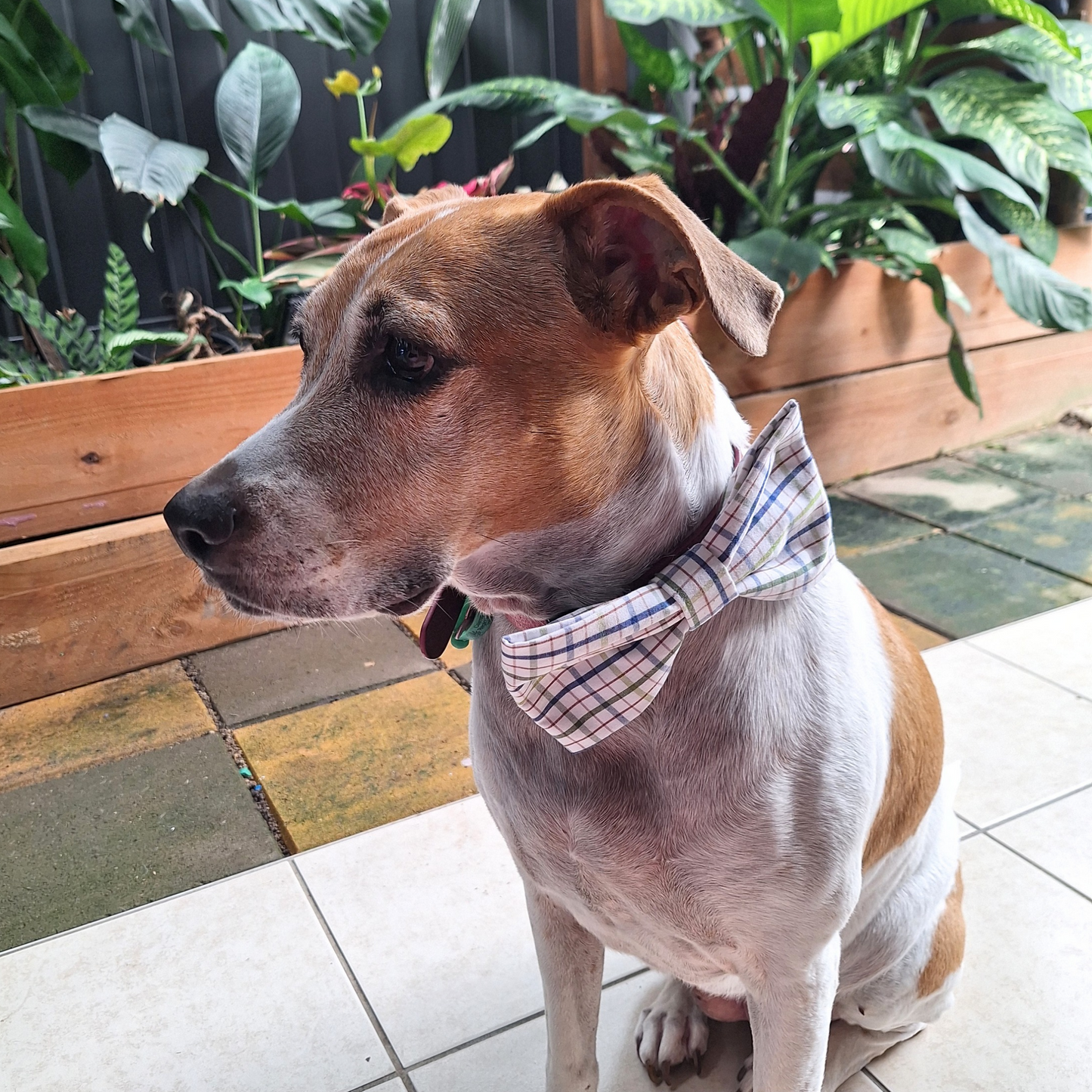 Dog Park Plaid Bow