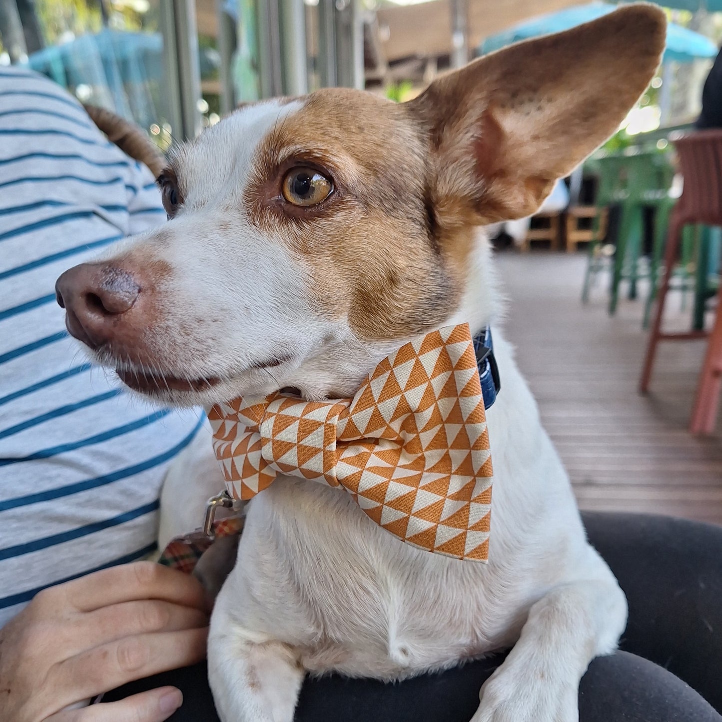 Terracotta Dreams Bowtie