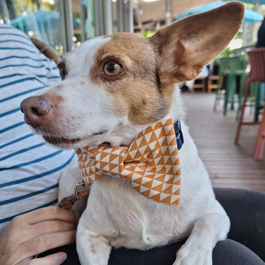 Terracotta Dreams Bowtie
