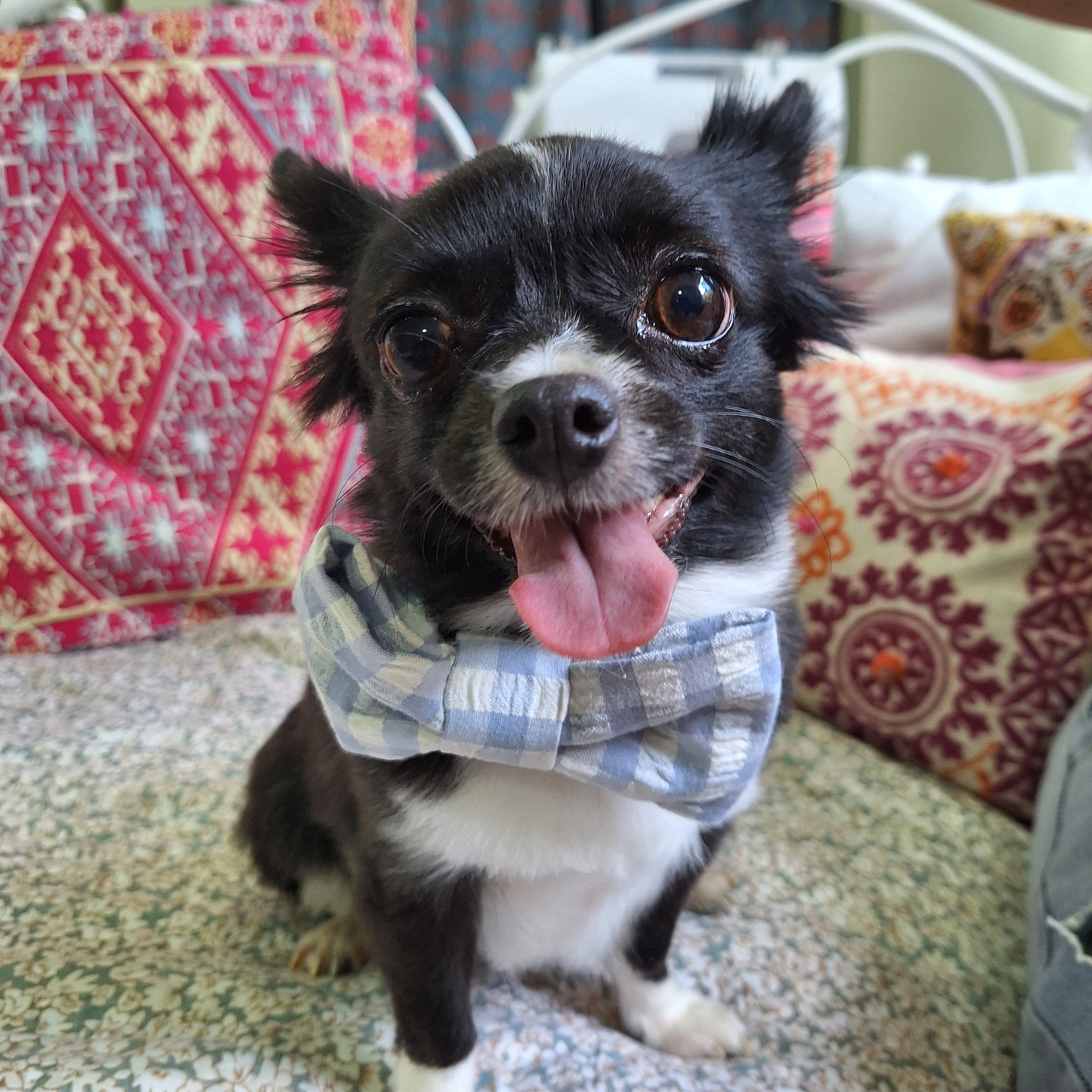 Powder-Blue Check Bow